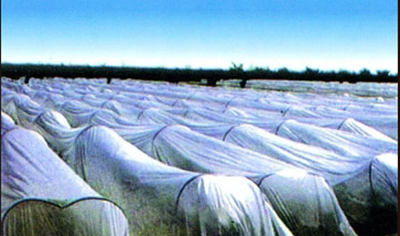 Agricultural use non-woven fabric